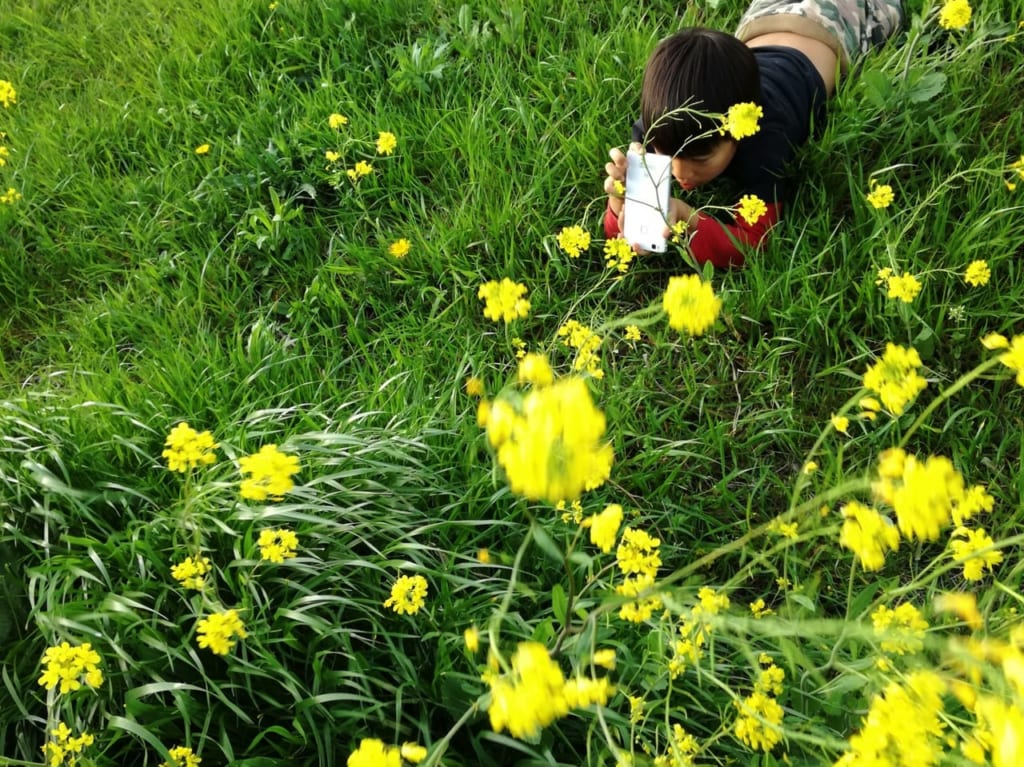 野原の花の写真を撮る少年