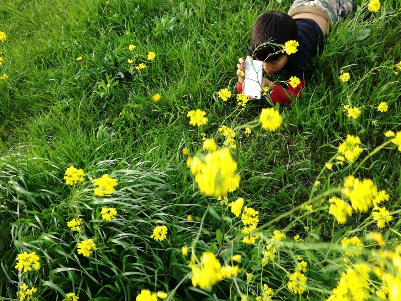野原の花の写真を撮る少年