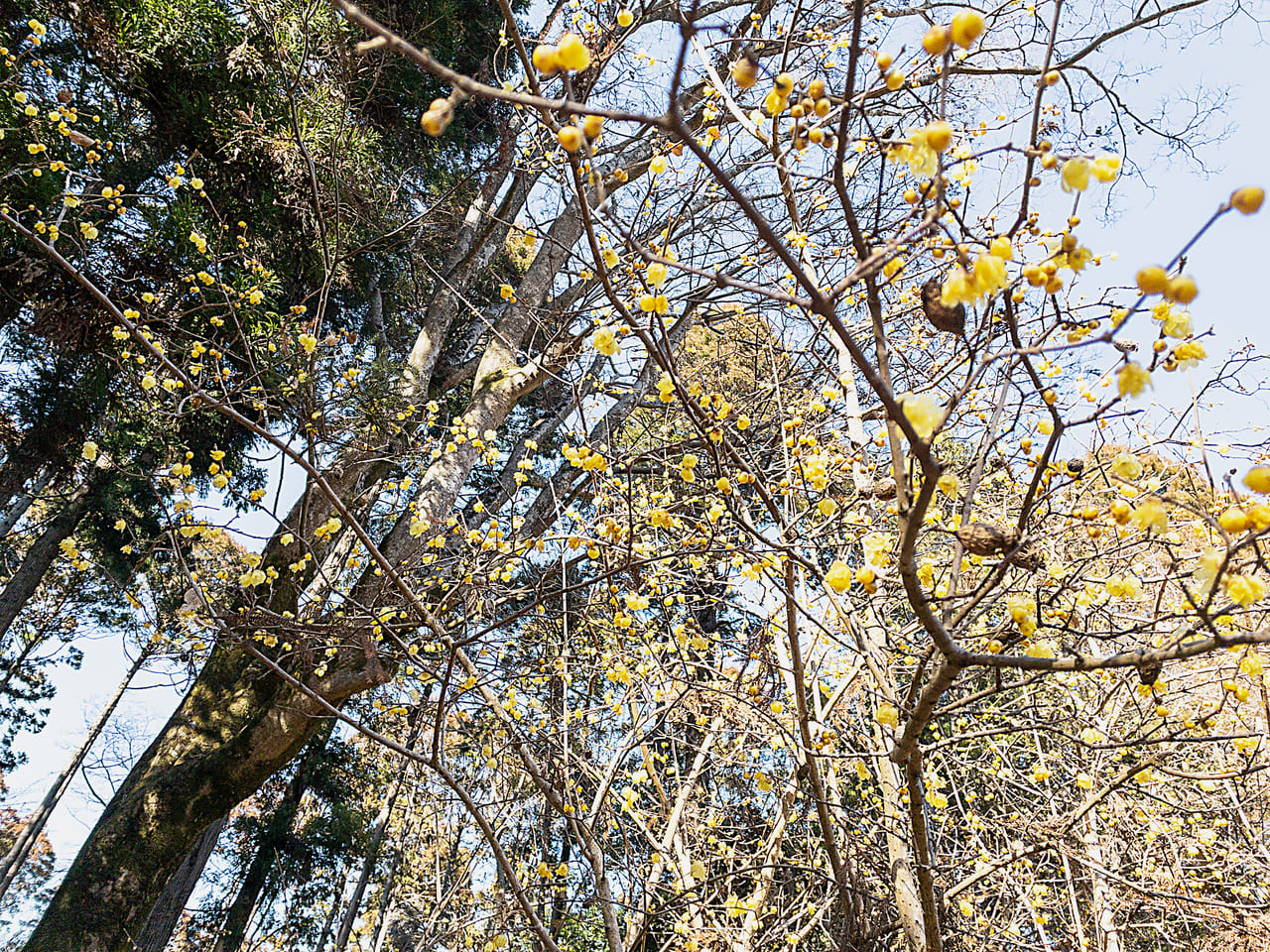 2023年1月泉自然公園蝋梅②