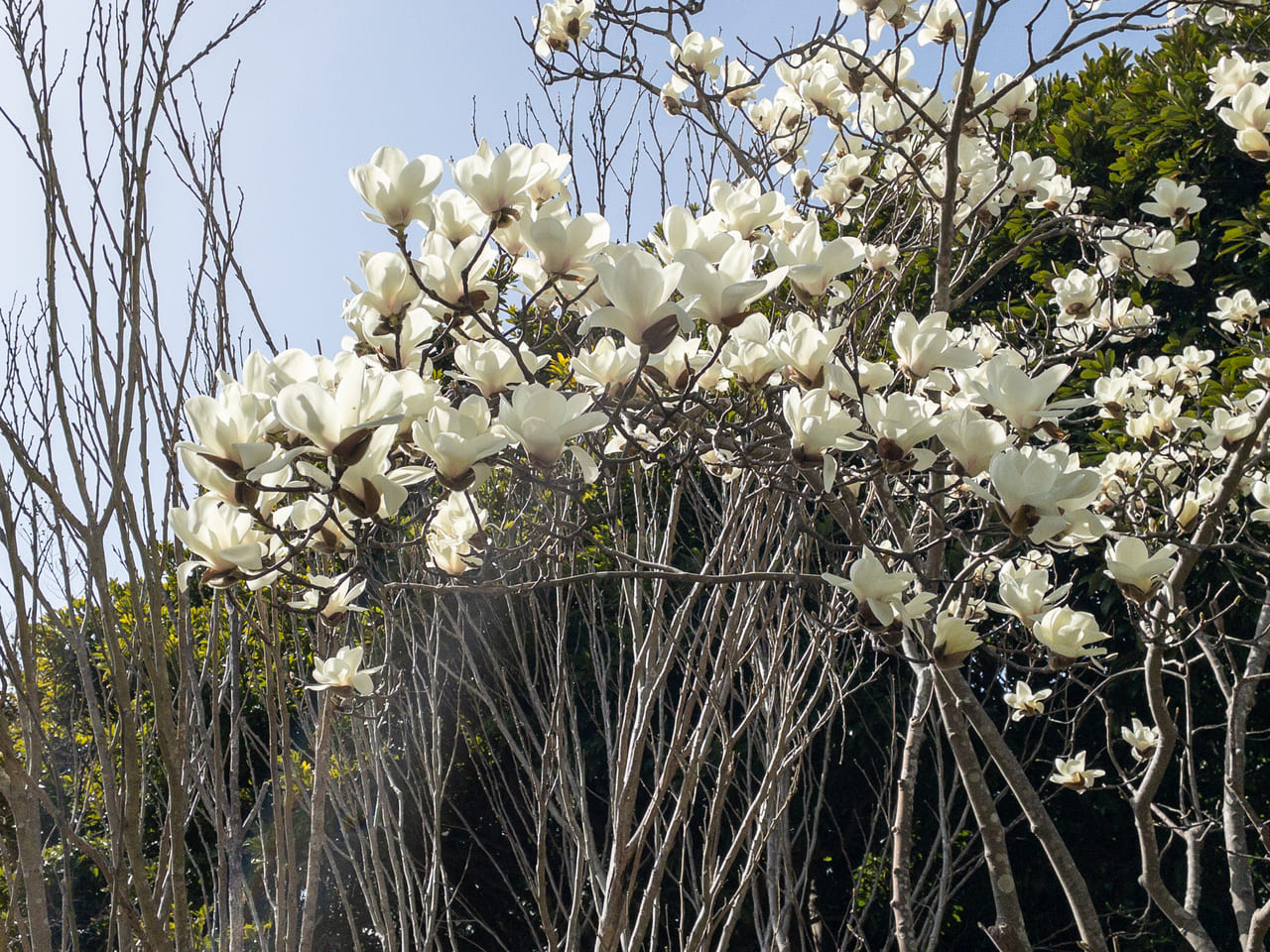 2023年3月県立幕張海浜公園1