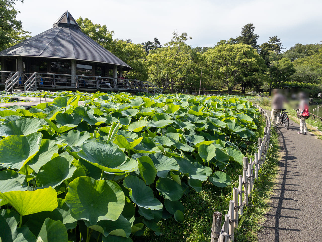 2023年6月大賀ハスまつり3