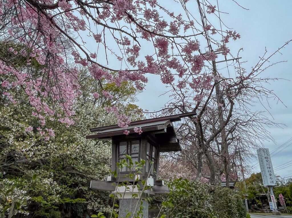 2024年4月検見川神社桜3
