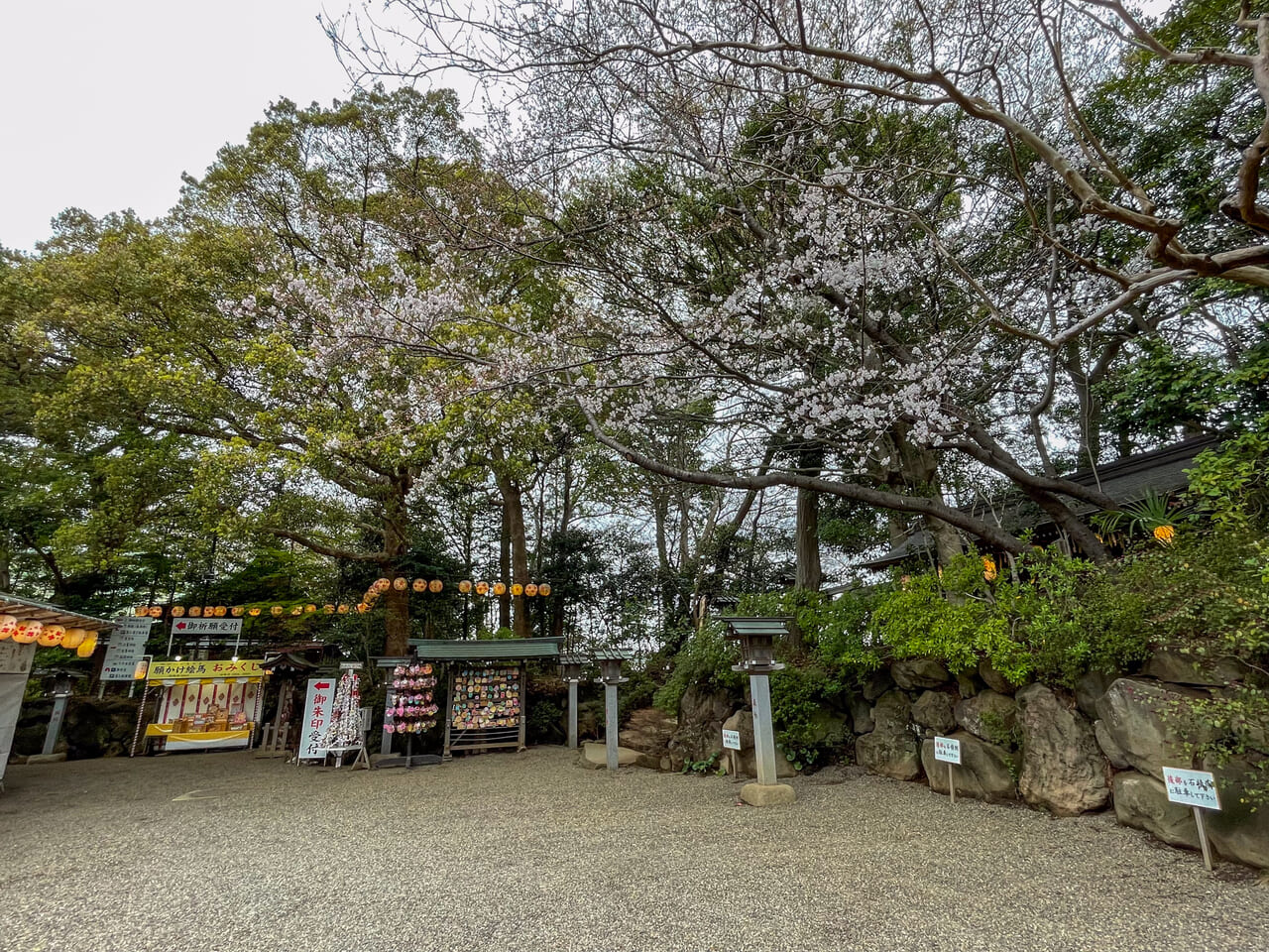 2024年4月検見川神社桜2
