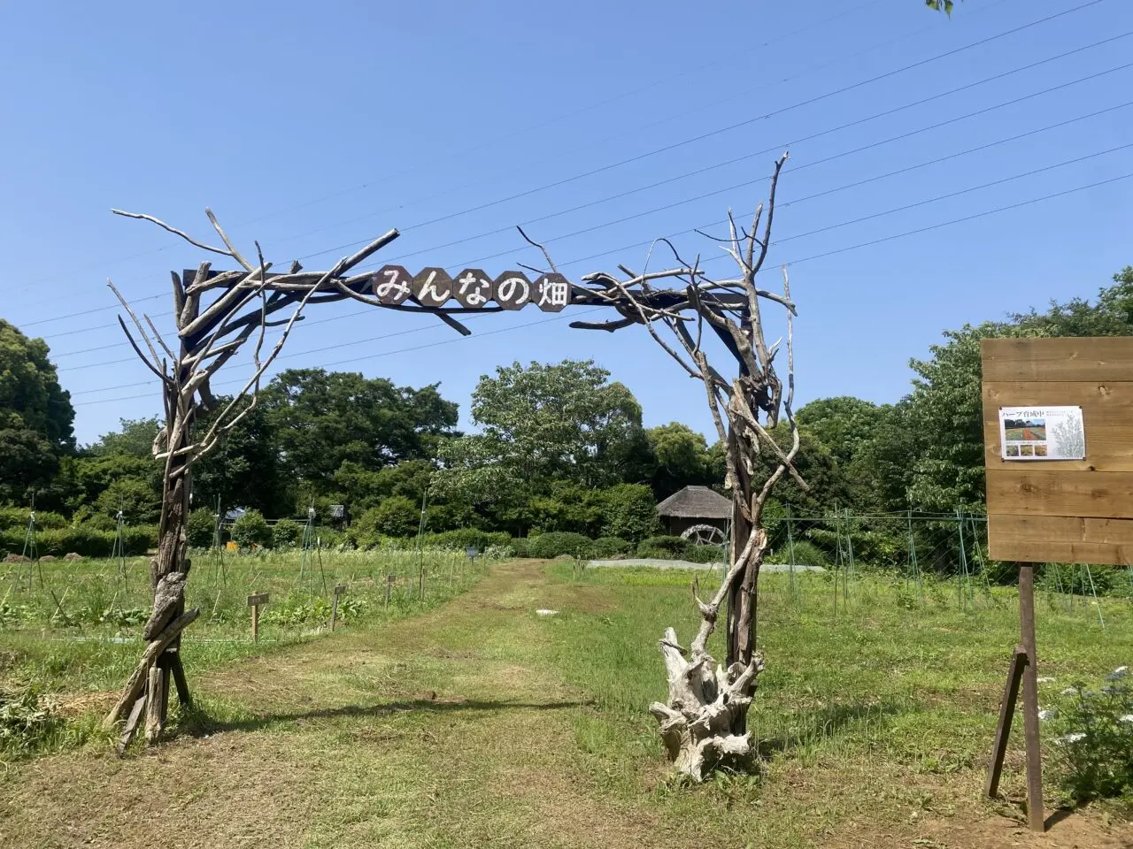 みんなの畑