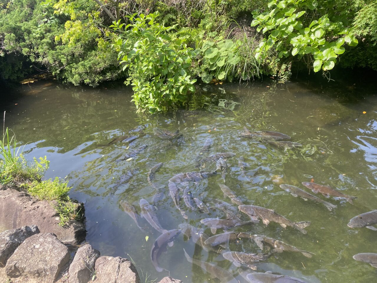 鯉