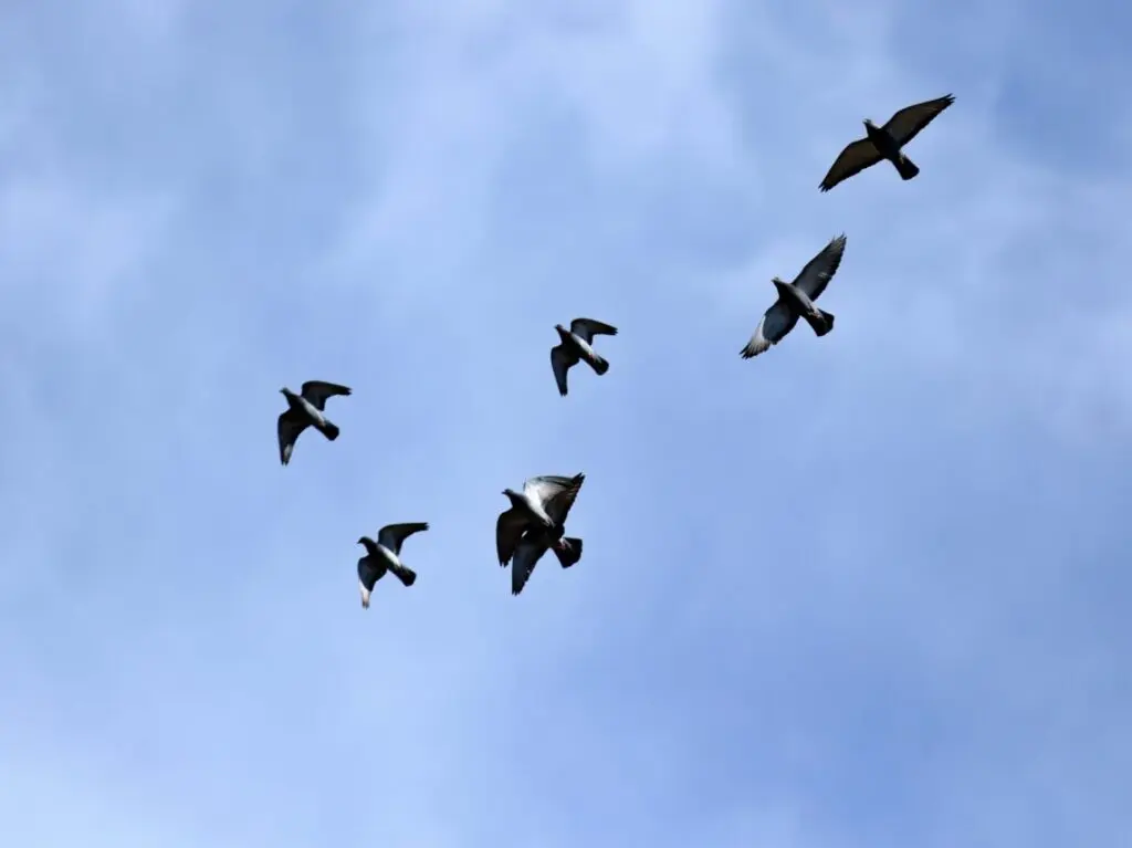 鳩
