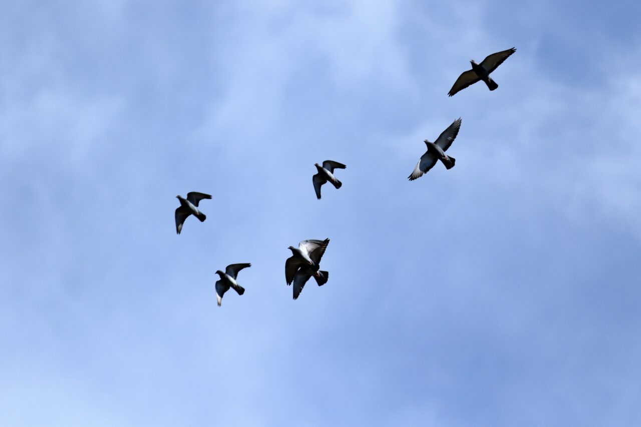 鳩