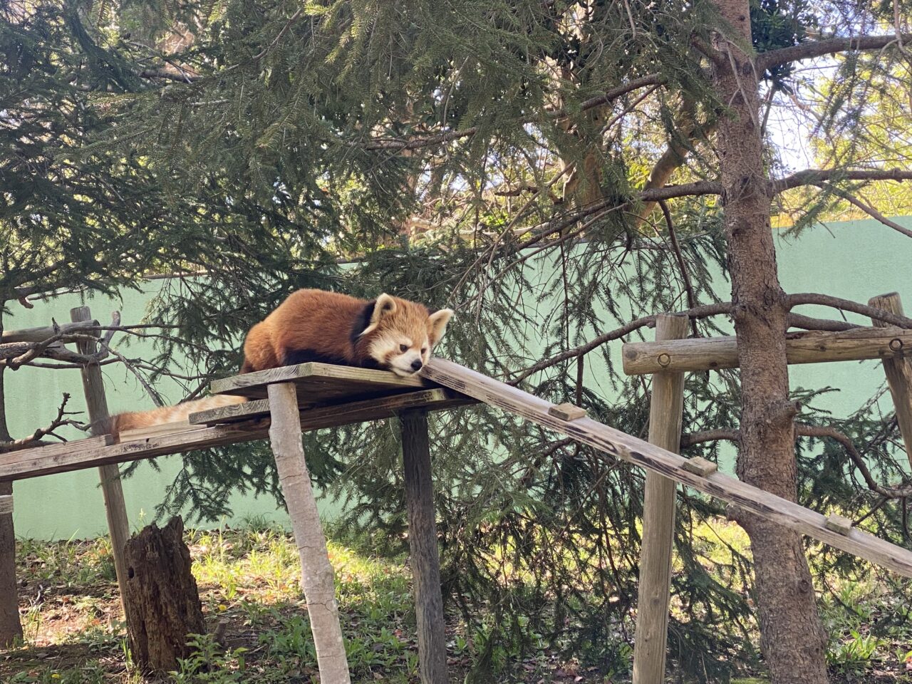 レッサーパンダ