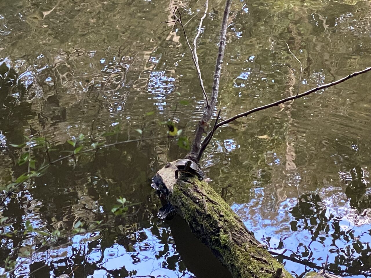 泉自然公園　亀