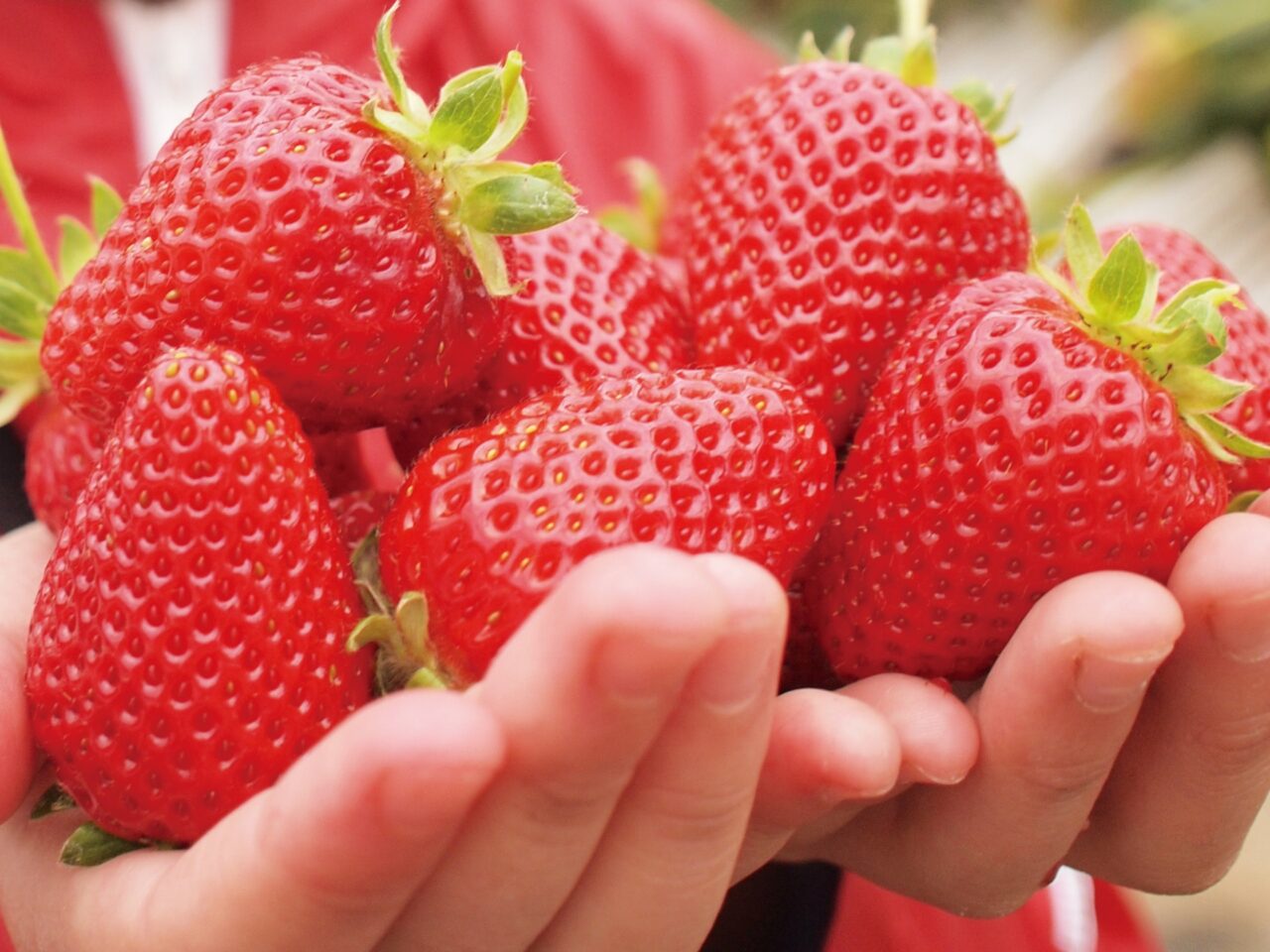 いちご　イメージ