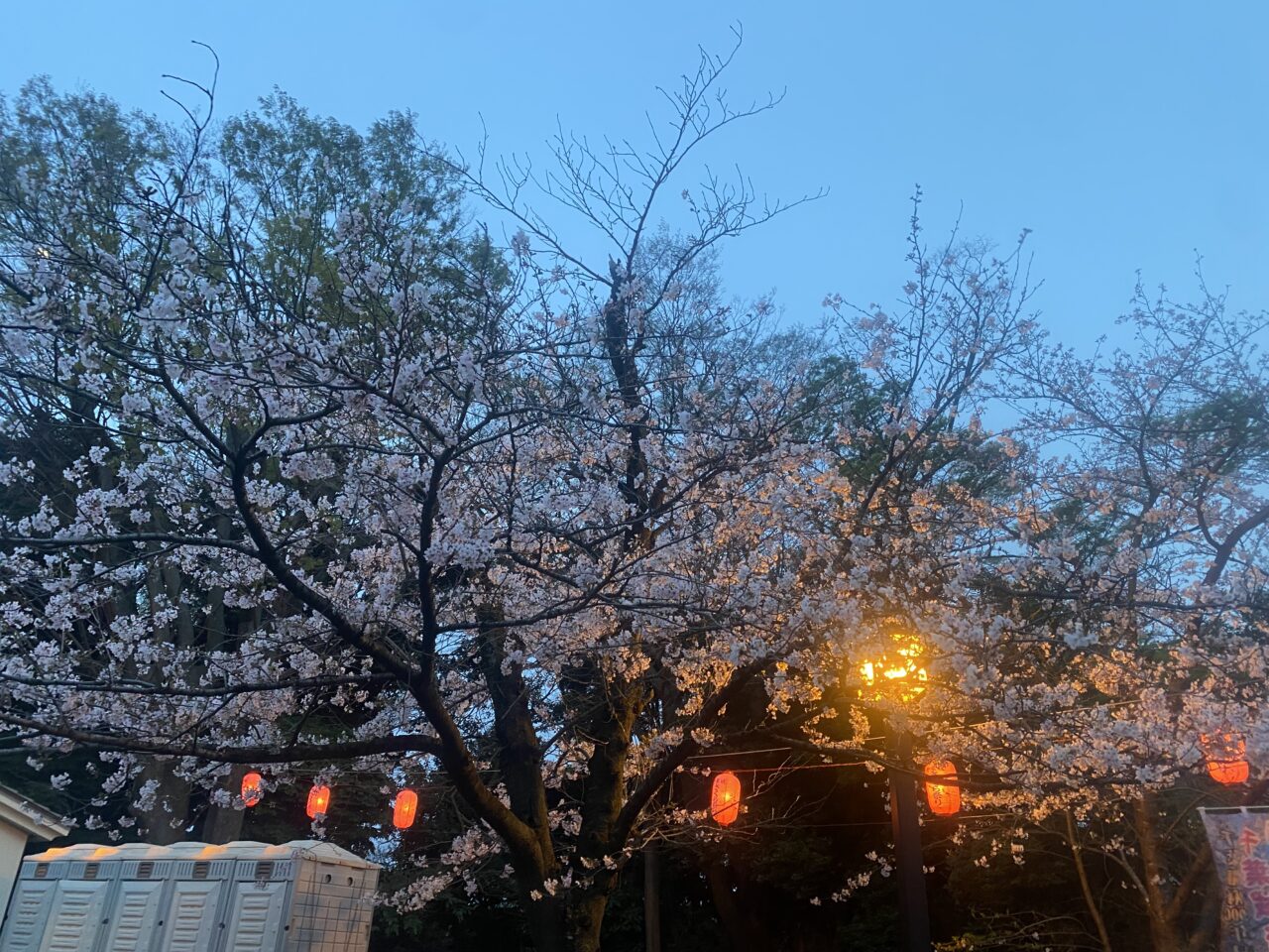 桜