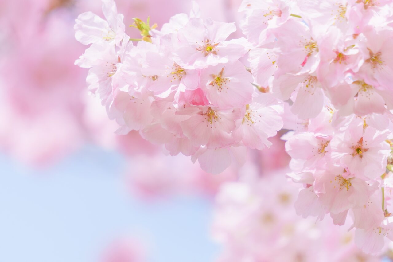 桜　イメージ