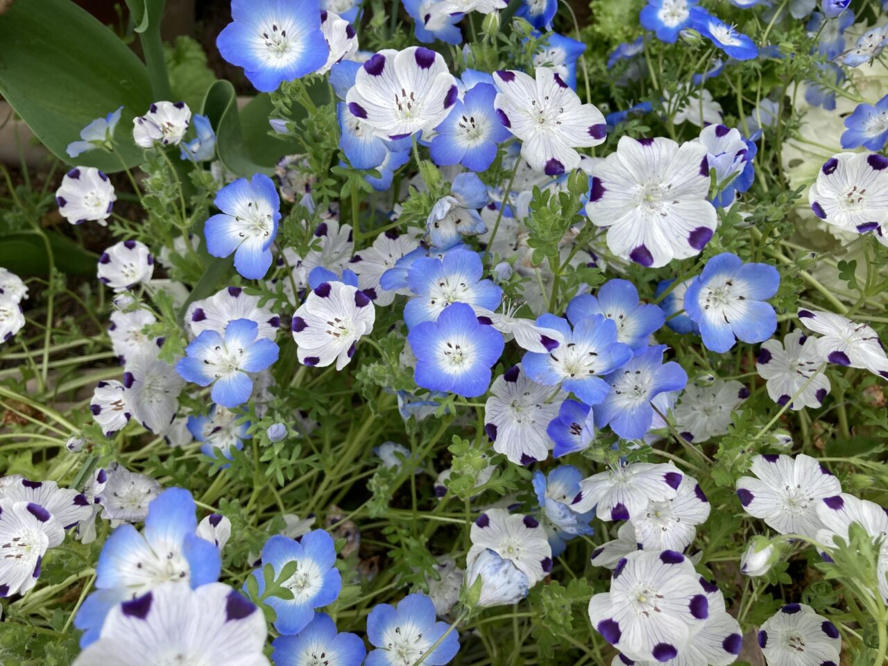 ネモフィラ　イメージ