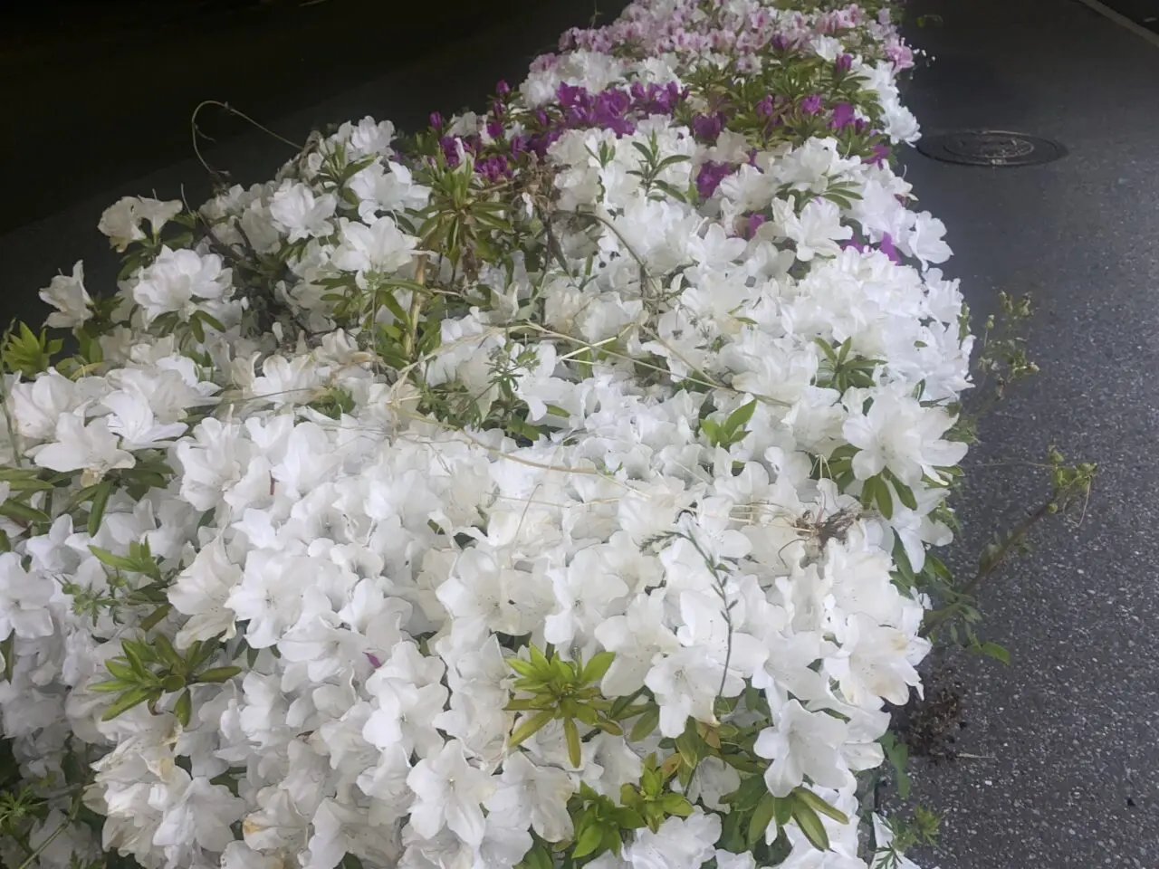 つつじ　イメージ